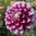 Seme Di Fiore Petunia Multiflora Miscuglio