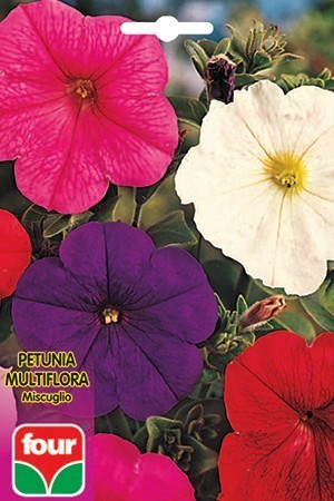 Seme Di Fiore Petunia Multiflora Miscuglio